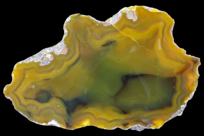 Beautiful Condor Agate From Argentina - Cut/Polished Face #79532